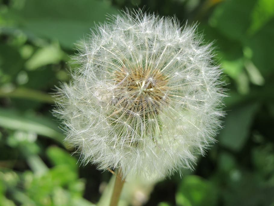 dandelion, blowing, white, flower, vulnerability, fragility HD wallpaper