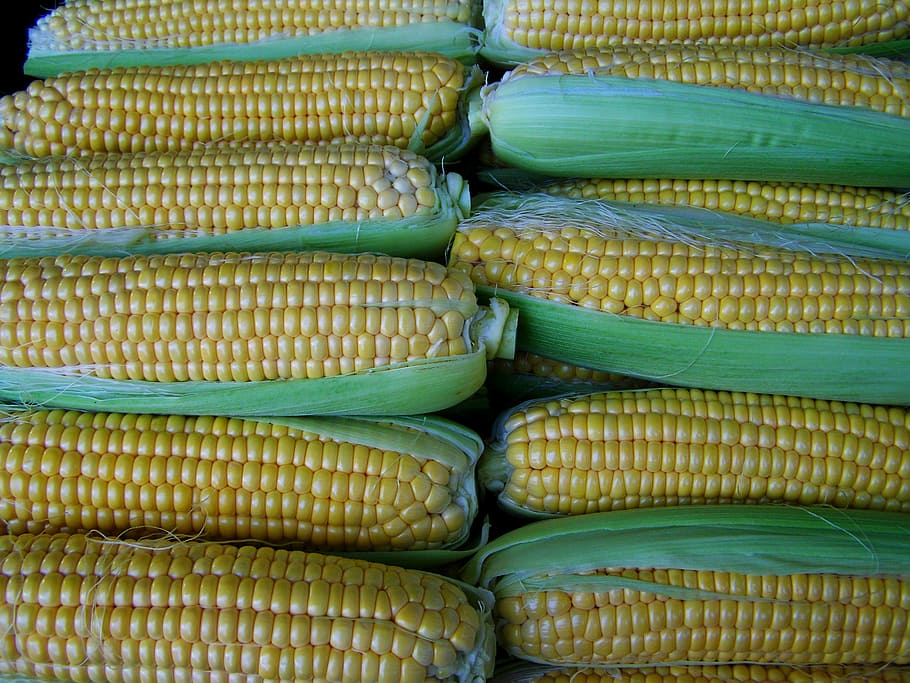 corn, dessert, food, food and drink, healthy eating, wellbeing HD wallpaper