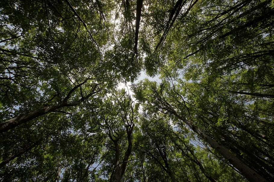 forest, low angle shot, nature, perspective, trees, plant, low angle view HD wallpaper