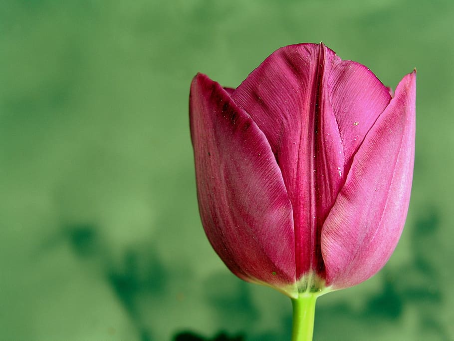 flower, tulip, spring, bud, purple, flowering plant, beauty in nature HD wallpaper