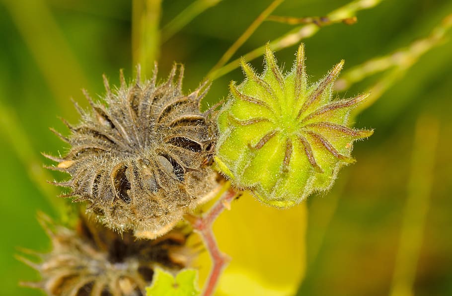 nature, fruit, abutilon, plant, flower, close-up, beauty in nature HD wallpaper