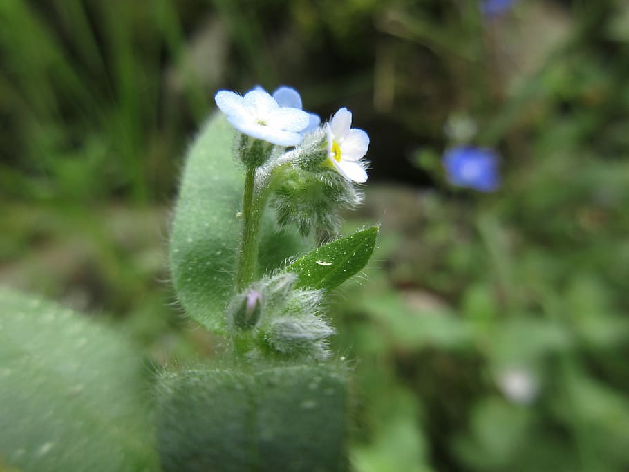 White Flower, marco, growth, nature, fragility, plant, beauty in nature HD wallpaper