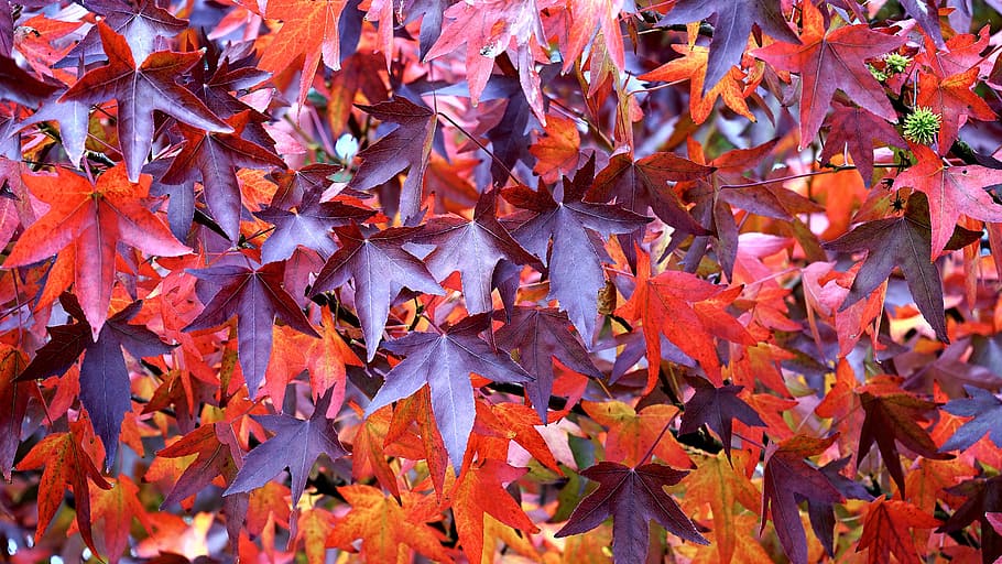 dried maple leaves, red, autumn, fall, leaf, season, plant HD wallpaper