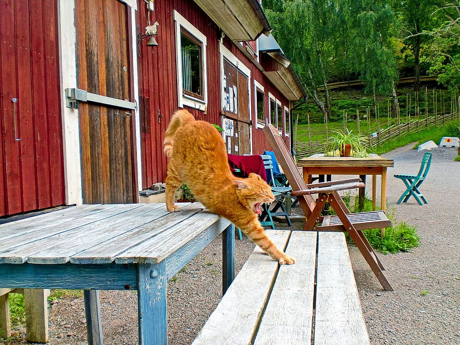 Animals, House, Bench, wood - material, building exterior, outdoors HD wallpaper