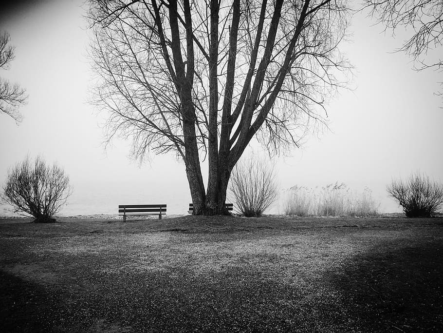 grayscale photography of bare tree, Lake Constance, Bank, Alone, HD wallpaper