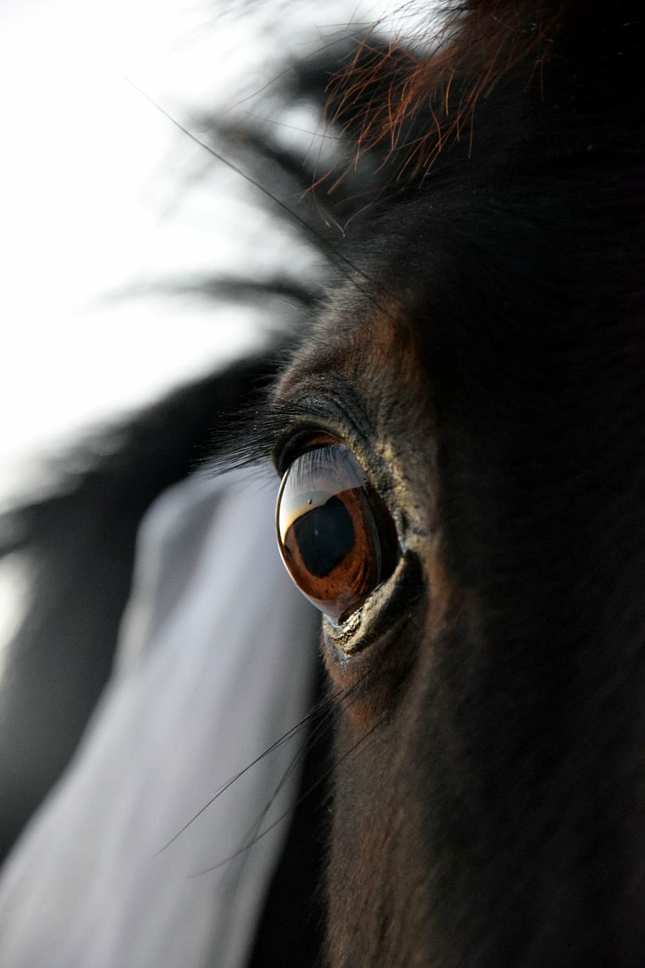 eye, horse, black, head, animal, animal Head, close-up, animals And Pets HD wallpaper