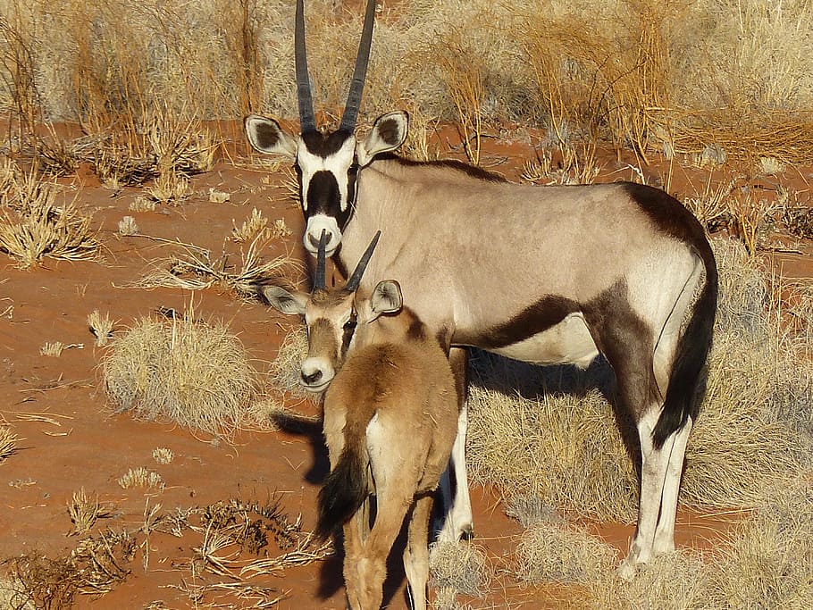 Oryx, Antelope, Namibia, Wild, animal wildlife, animals in the wild HD wallpaper