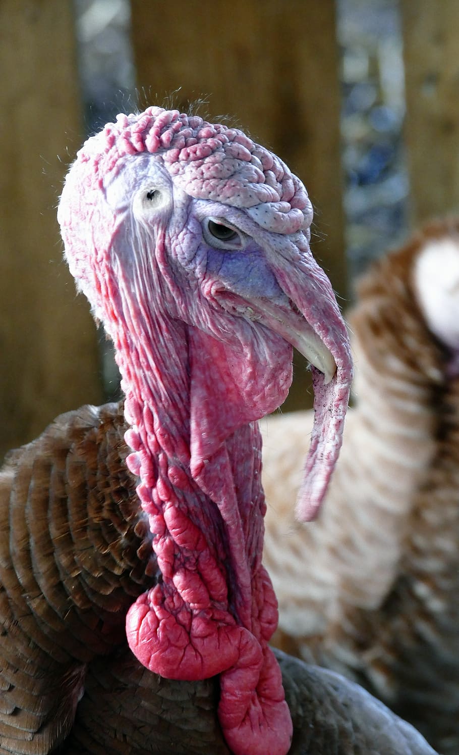 bird, turkey, feather, animal, livestock, thanksgiving, head
