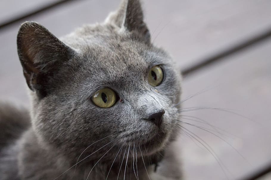 close-up photography of gray cat, pet, charming, kitten, fur HD wallpaper