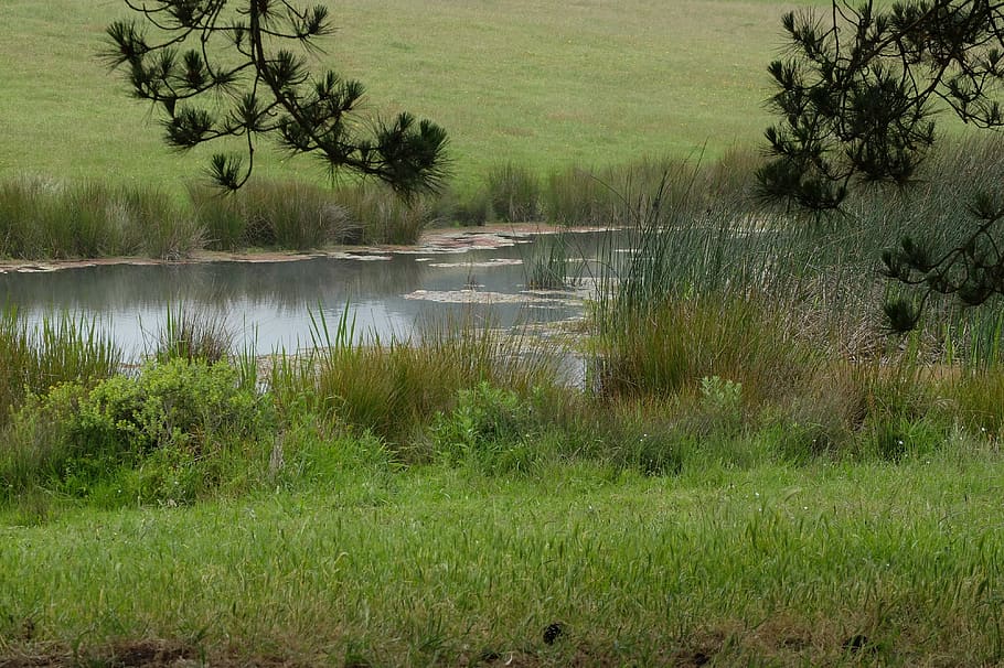 pond, nature, green, plant, tree, water, grass, beauty in nature HD wallpaper