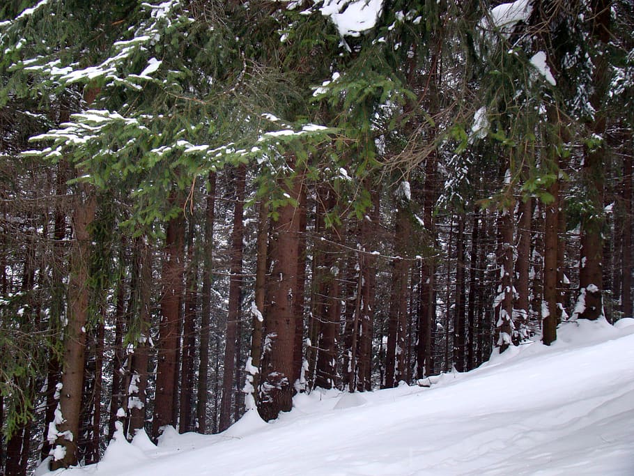 forest, winter, coniferous forest, snow, snow-covered trees HD wallpaper