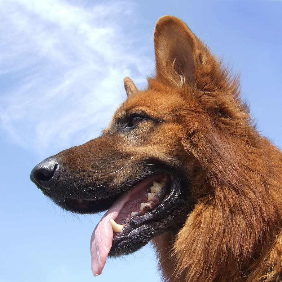 low angle photo of red German shepherd under blue sky, dog, pet