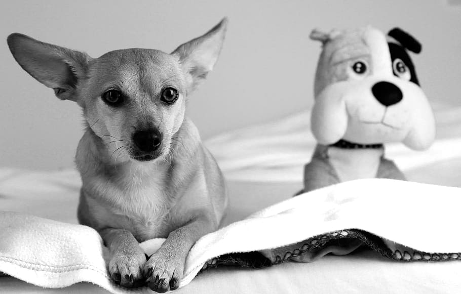 Eb, Dog, Animal, Pets, Nature, Cute, four-legged, love, game HD wallpaper