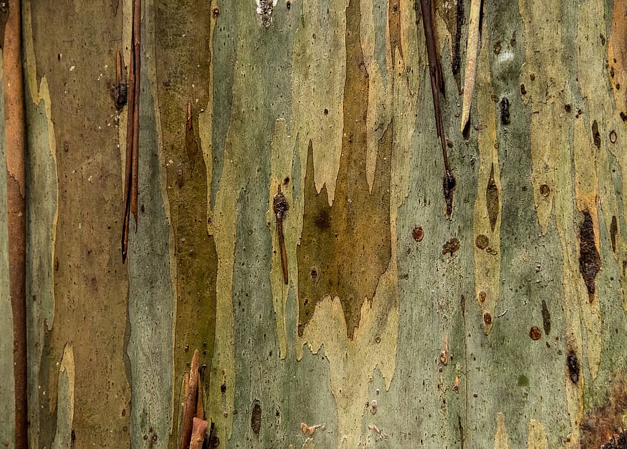 tree, bark, gum tree, eucalypt, trunk, peeling, nature, texture, HD wallpaper