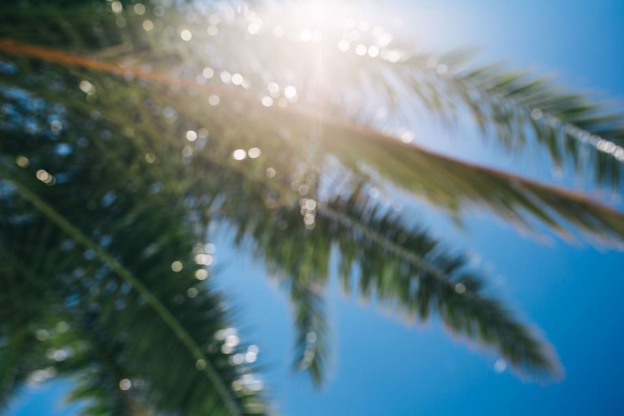Green palm tree, summer, nature, sky, leaf, leaves, outdoors HD wallpaper