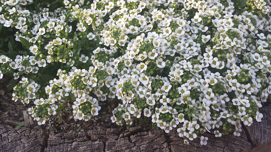 white, flowers, nature, spring, flowering shrub, white flower HD wallpaper