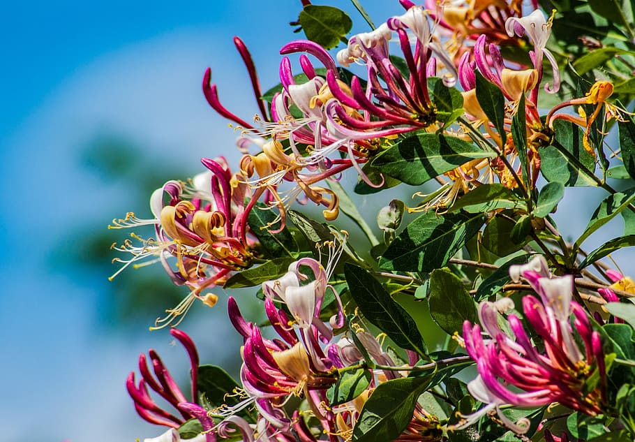 honeysuckle, flower, spring, creeper, hanging flower, beauty HD wallpaper