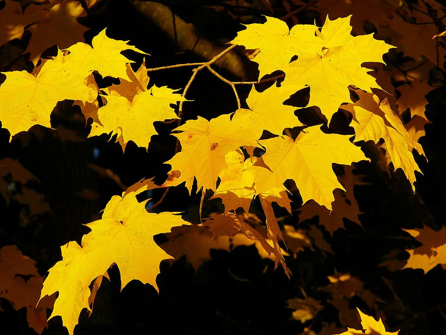 maple, yellow, nature, fall, leaf, autumn, tree, leaves, vibrant HD wallpaper