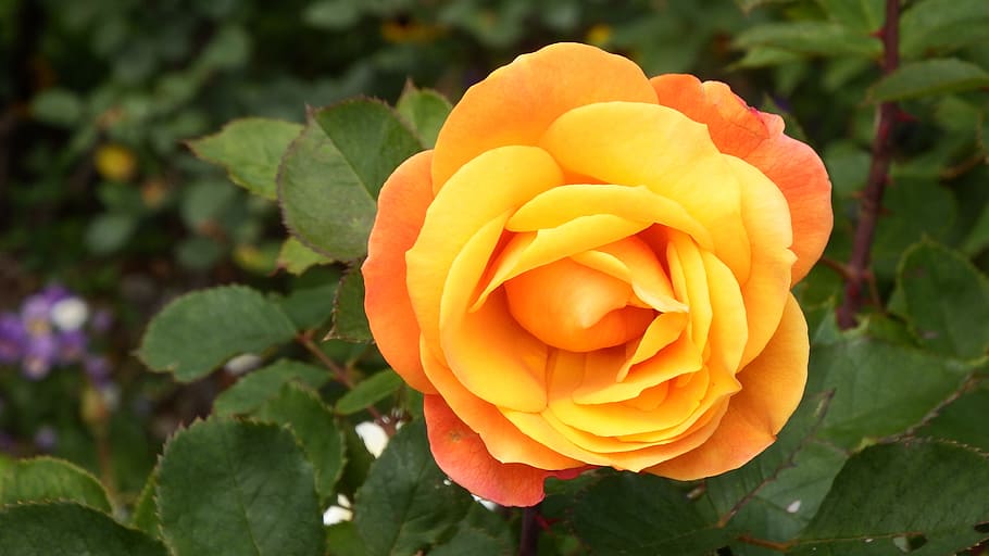 orange, rose, flower, flowering plant, beauty in nature, plant part HD wallpaper