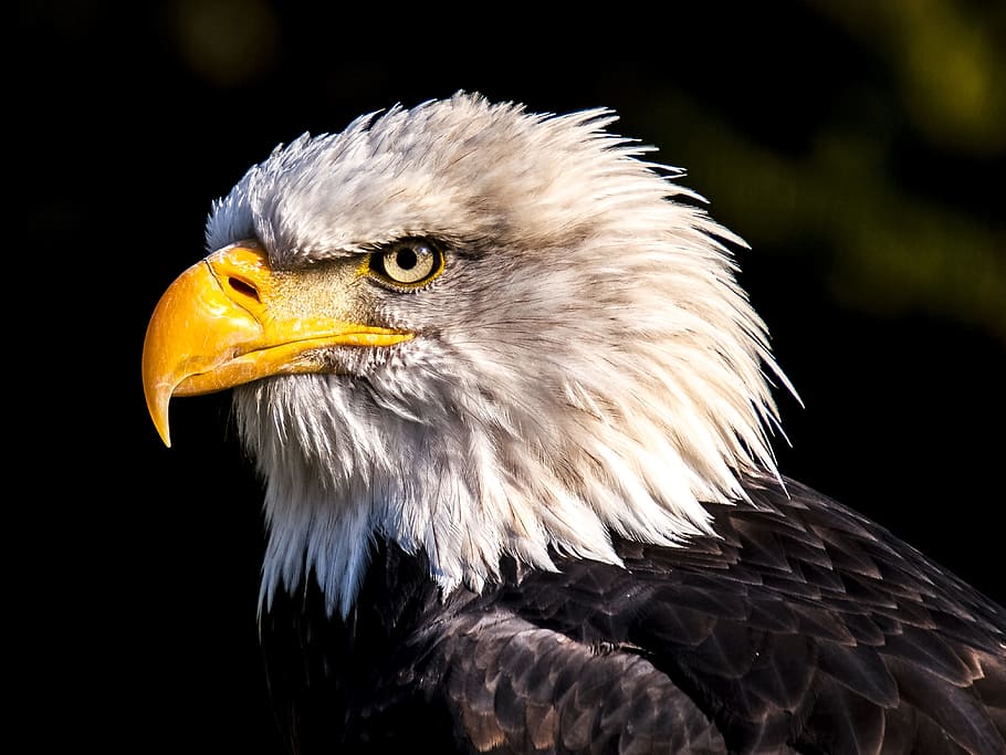 shallow focus of white and black eagle, photo, Bald Eagle, adler