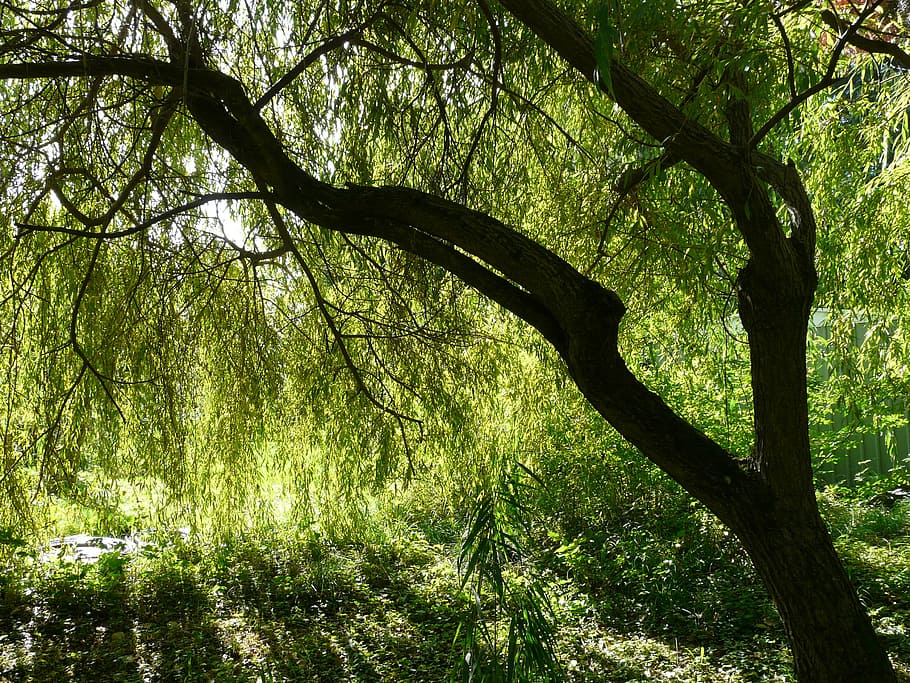 green leafed tree, pasture, depend, salix babylonica, weeping willow, HD wallpaper