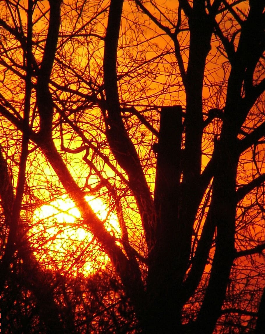 light, sun, sunset, glow, tree, plant, silhouette, nature, no people HD wallpaper