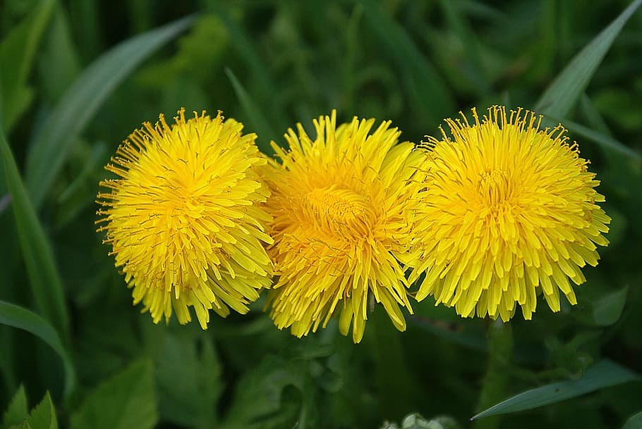 nature, spring, green, flower, meadow, summer, the petals, bloom HD wallpaper