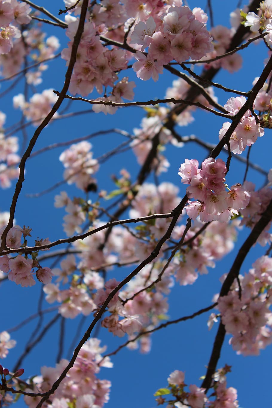 spring, spring flower, cherry trees, pink flower, springtime HD wallpaper