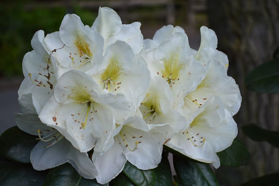 blossom, bloom, spring, white blossom, nature, plant, flowering plant HD wallpaper