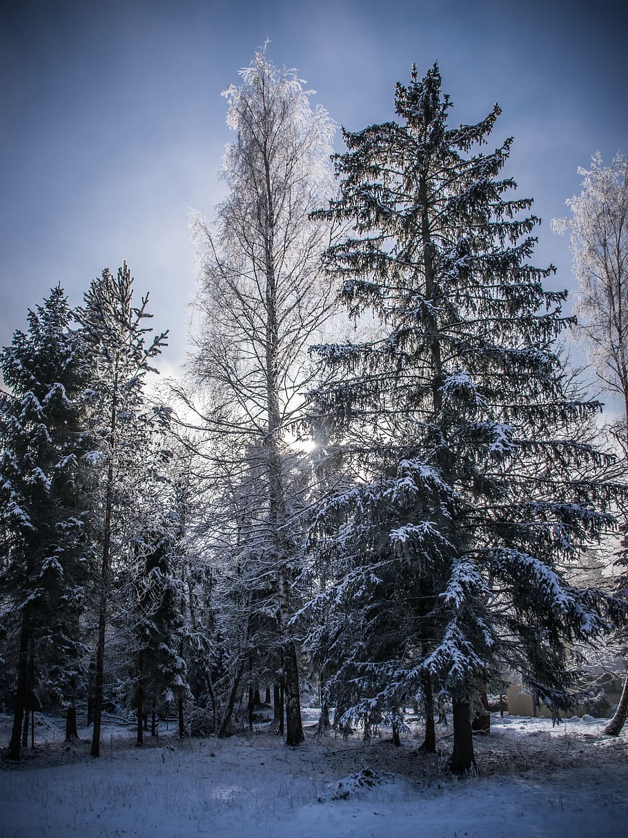 sunset, backlight, nature, trees, plant, snow, cold temperature HD wallpaper