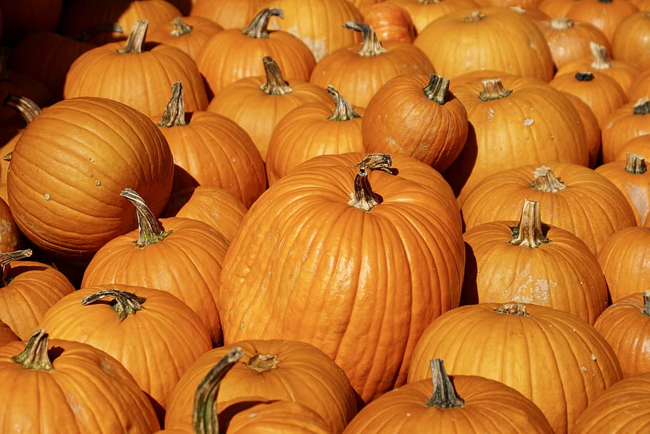 squash lot, pumpkins, orange, harvest, food, autumn, nature HD wallpaper