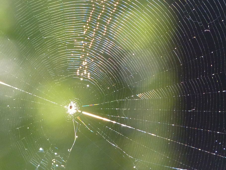 cobweb, network, spider, sun, close, nature, insect, animal HD wallpaper