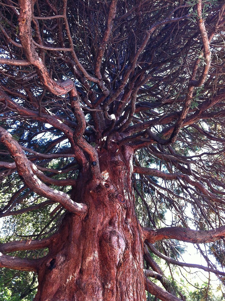 tree, branch, bark, close-up, summer, nature, plant, tree trunk HD wallpaper