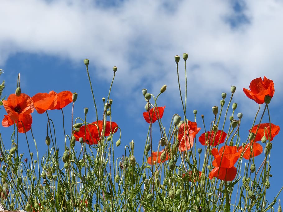 poppies, ababol, rosella, field of poppies, spring, plant, flower