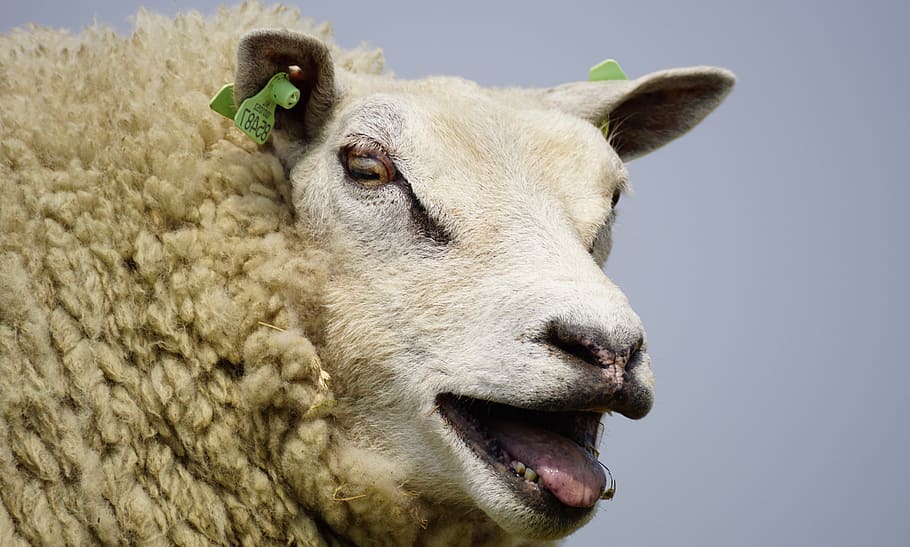 Sheep, Bleat, Wool, Grass, concerns, chill out, rest, dike