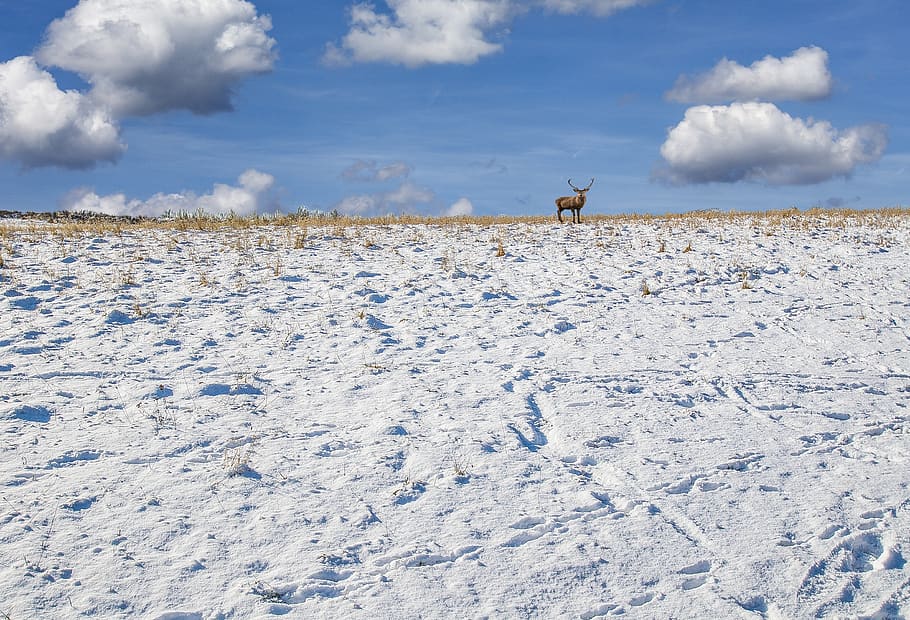 landscape, snow, winter, sky, cloud - sky, cold temperature HD wallpaper