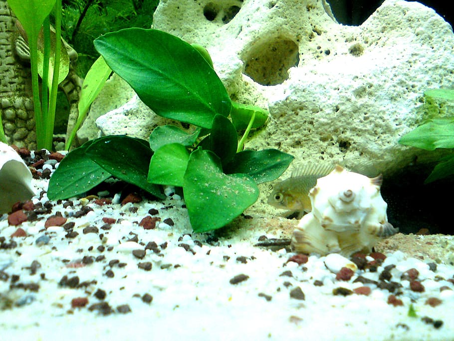 aquarium, fish, perch, cichlid, plant part, leaf, animal themes HD wallpaper