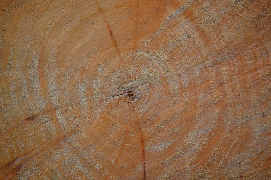 Wood, Circles, Nature, Tree Rings, background, full frame, textured HD wallpaper