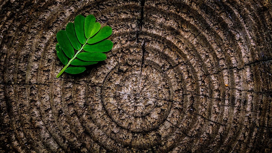 close up photo of green leaves on brown surface, abstract, flora HD wallpaper