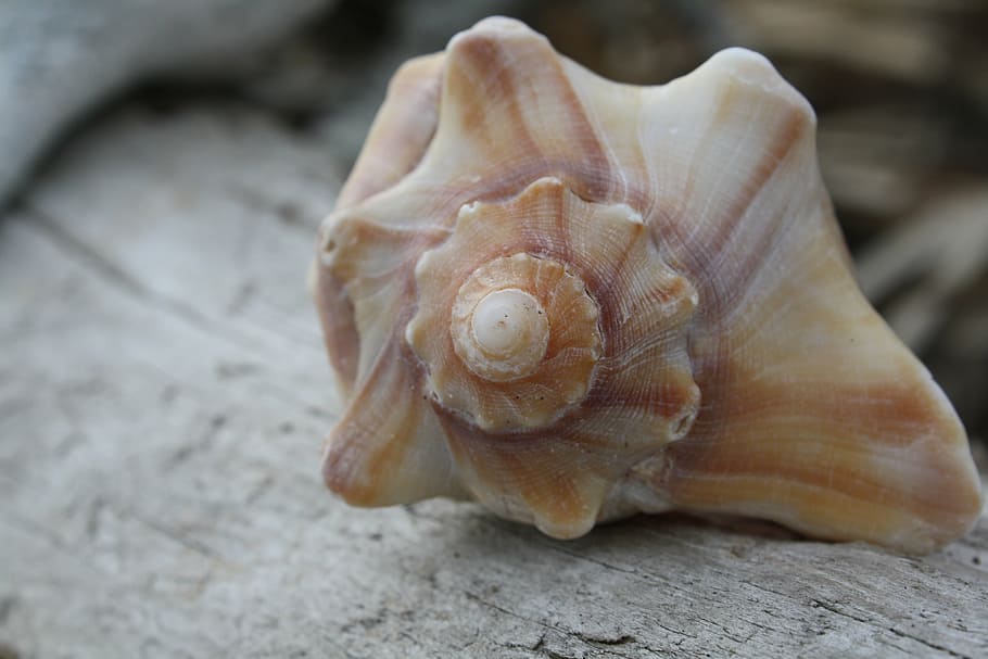 brown and white seashell on gray surface, simple, close up HD wallpaper