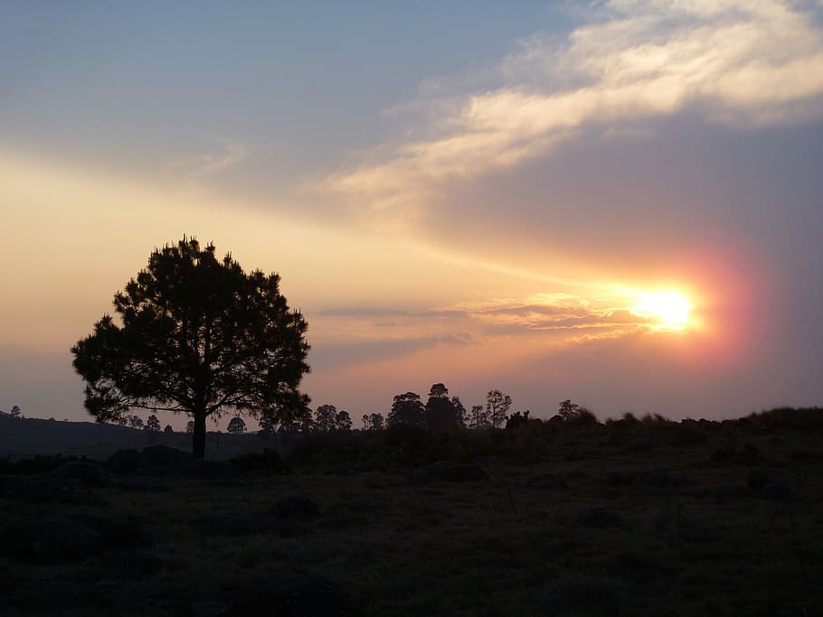 Tree, Sun, Sunset, silhouette, no people, nature, sky, plant HD wallpaper