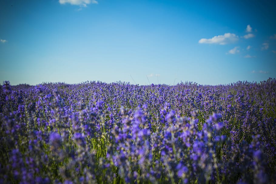 Lavender, Field, Moldova, purple, lavender colored, agriculture HD wallpaper