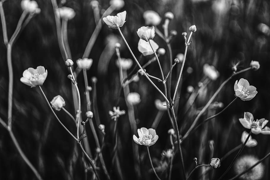 buttercup, black white, plant, flower, meadow, nature, blossom, HD wallpaper