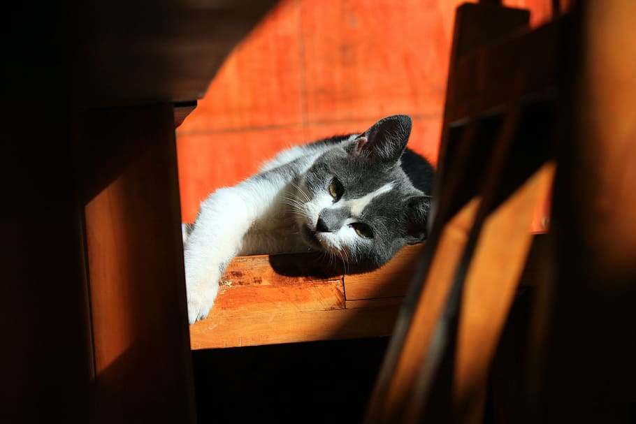 short-fur gray and white cats, animals, pet, rest, pets, domestic Cat HD wallpaper