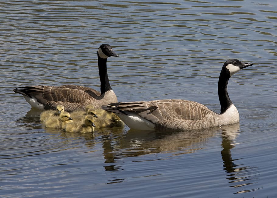 canadian geese, goose, bird, babies, chicks, swimming, lake, HD wallpaper