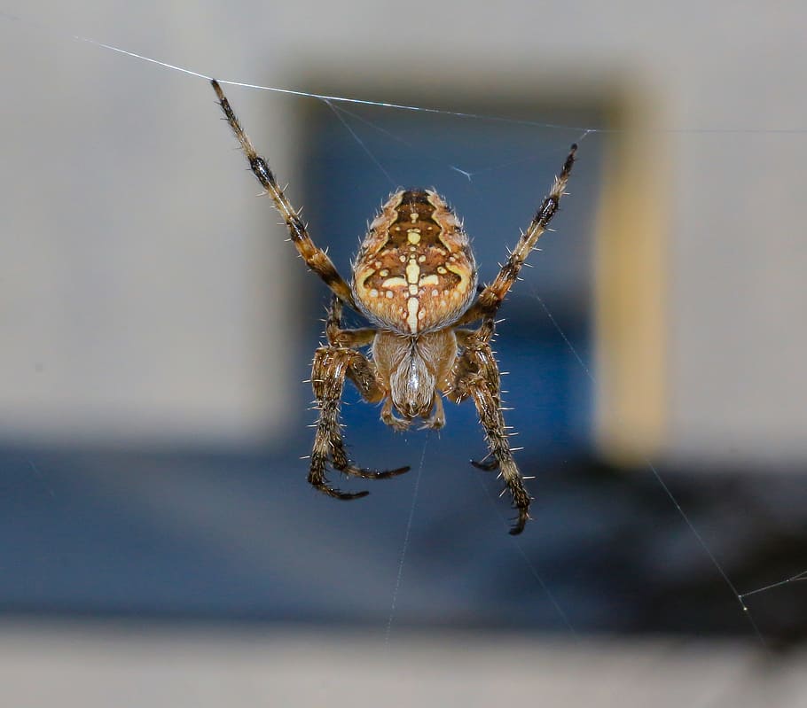 spider, arachnid, cobweb, insect, phobia, macro, arachnophobia HD wallpaper