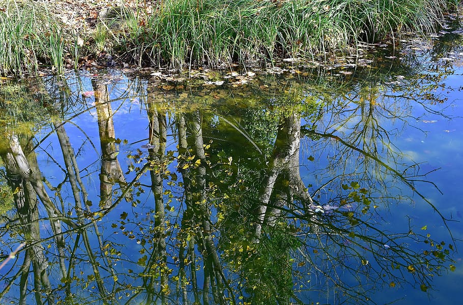 reflection of trees on body of water, mirroring, river, reflections HD wallpaper