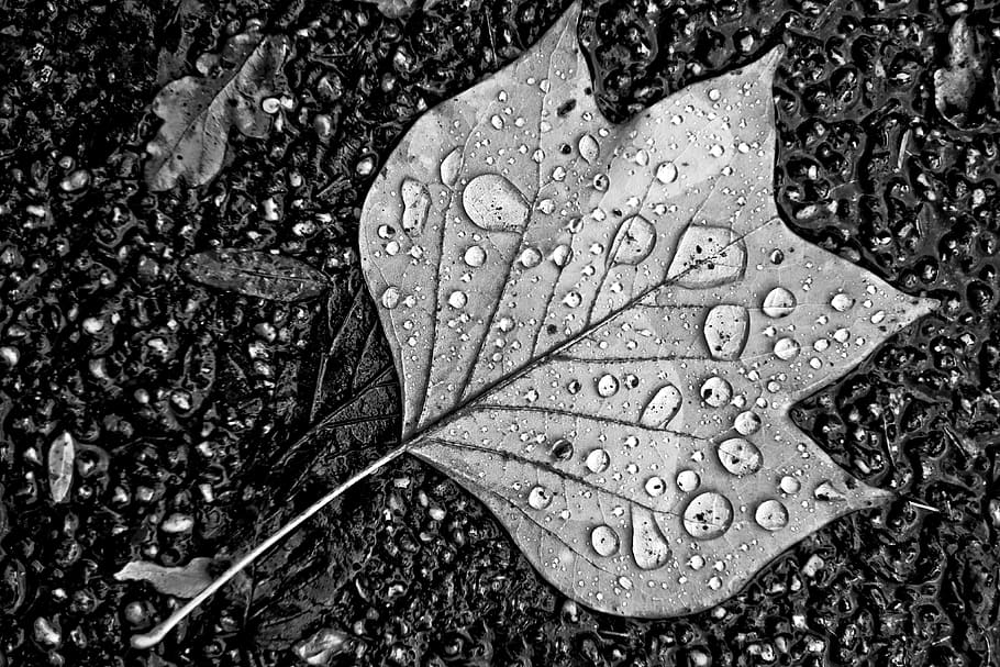 leaf, water, drops, water drops, droplets on leaf, nature, wet HD wallpaper