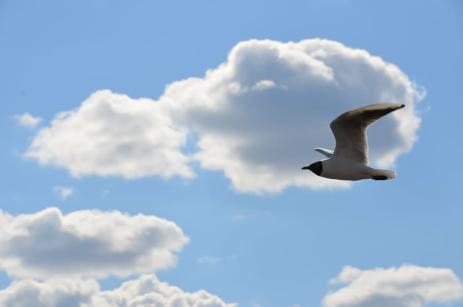 gull, himmel, skellefteå, cloud - sky, one animal, animals in the wild HD wallpaper
