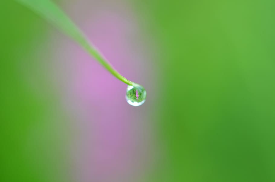 Water, Drop, Nature, Bubble, rain, ripple, macro, transparent HD wallpaper